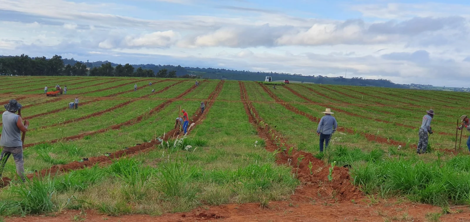 Trabalho no campo entre as linhas de cultivo.