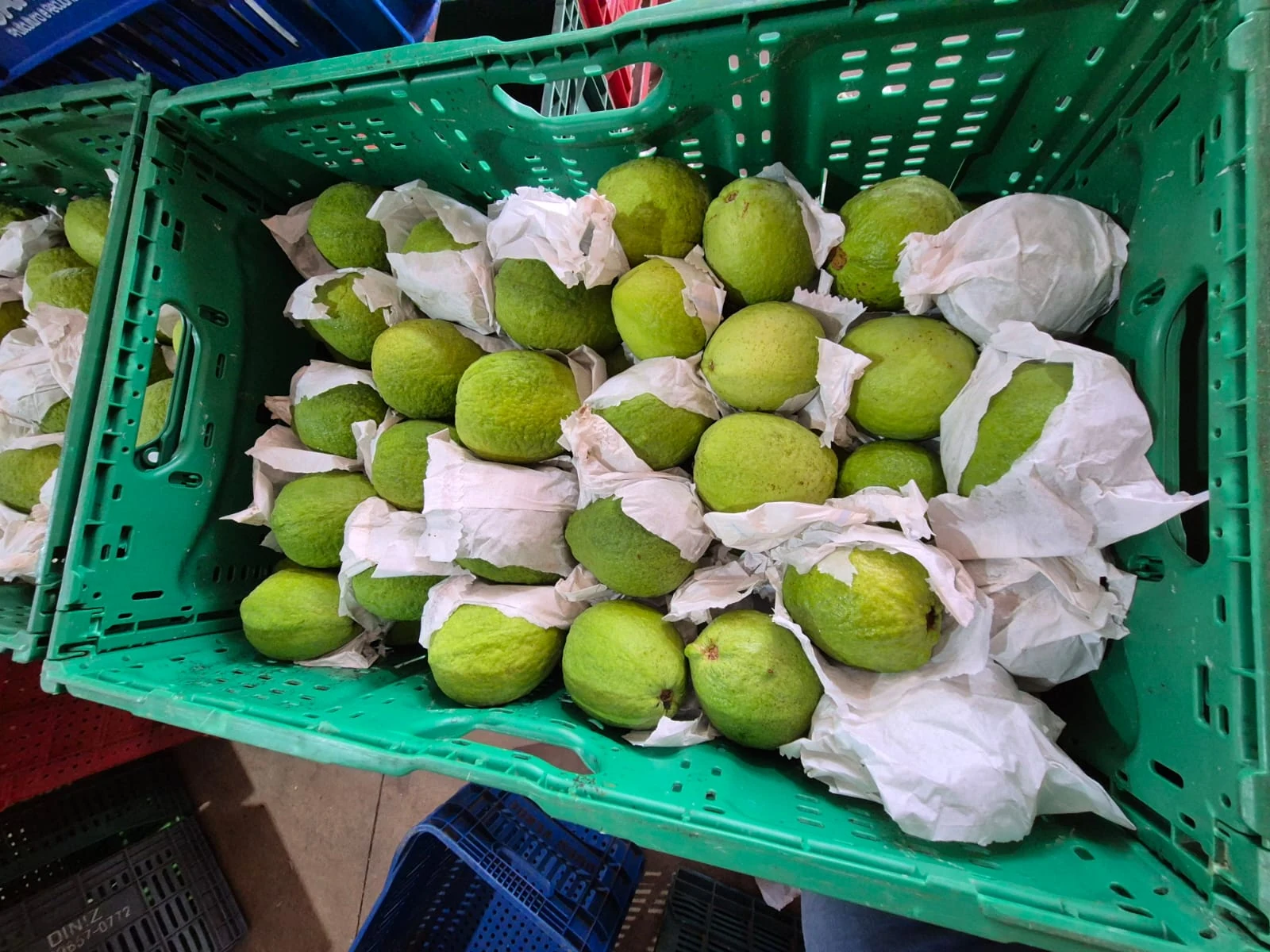 Goiabas recém-acomodadas em uma caixa de colheita.