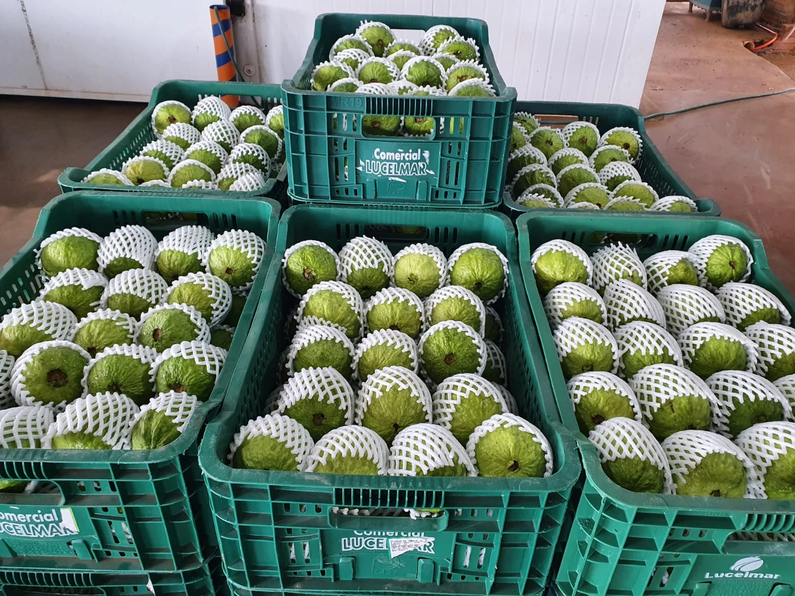 Conjunto de caixas com goiabas protegidas para o transporte.