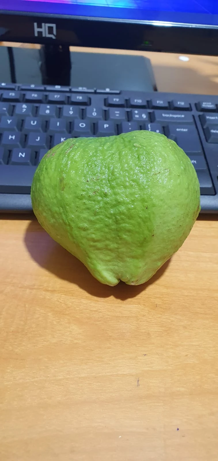 Uma goiaba da produção vista de perto.