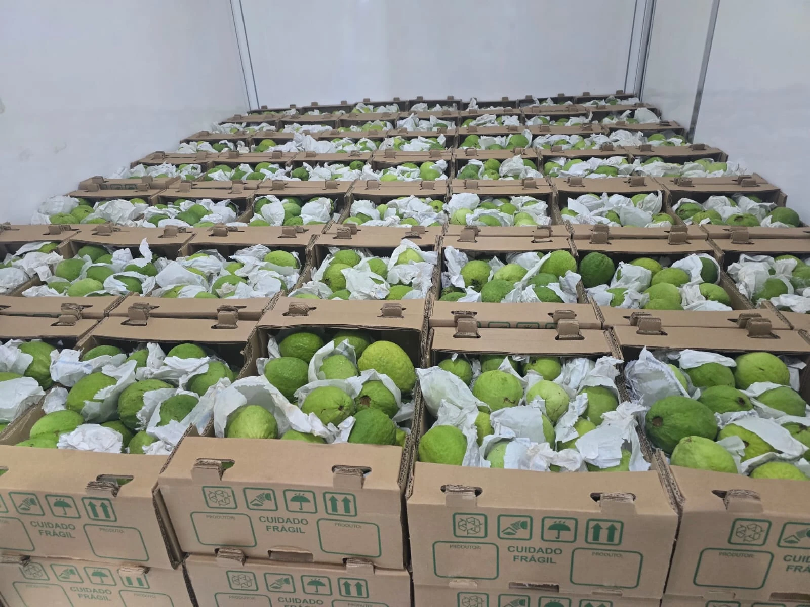 Caixas de goiaba organizadas no veículo de transporte.
