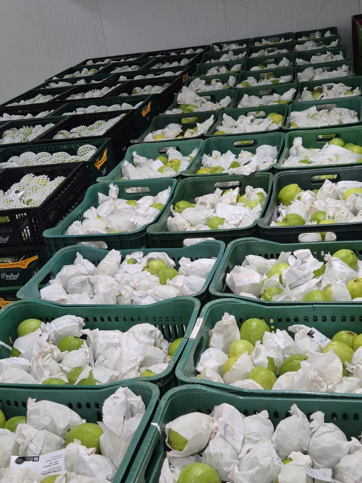 Caixas de goiabas com proteção individual.