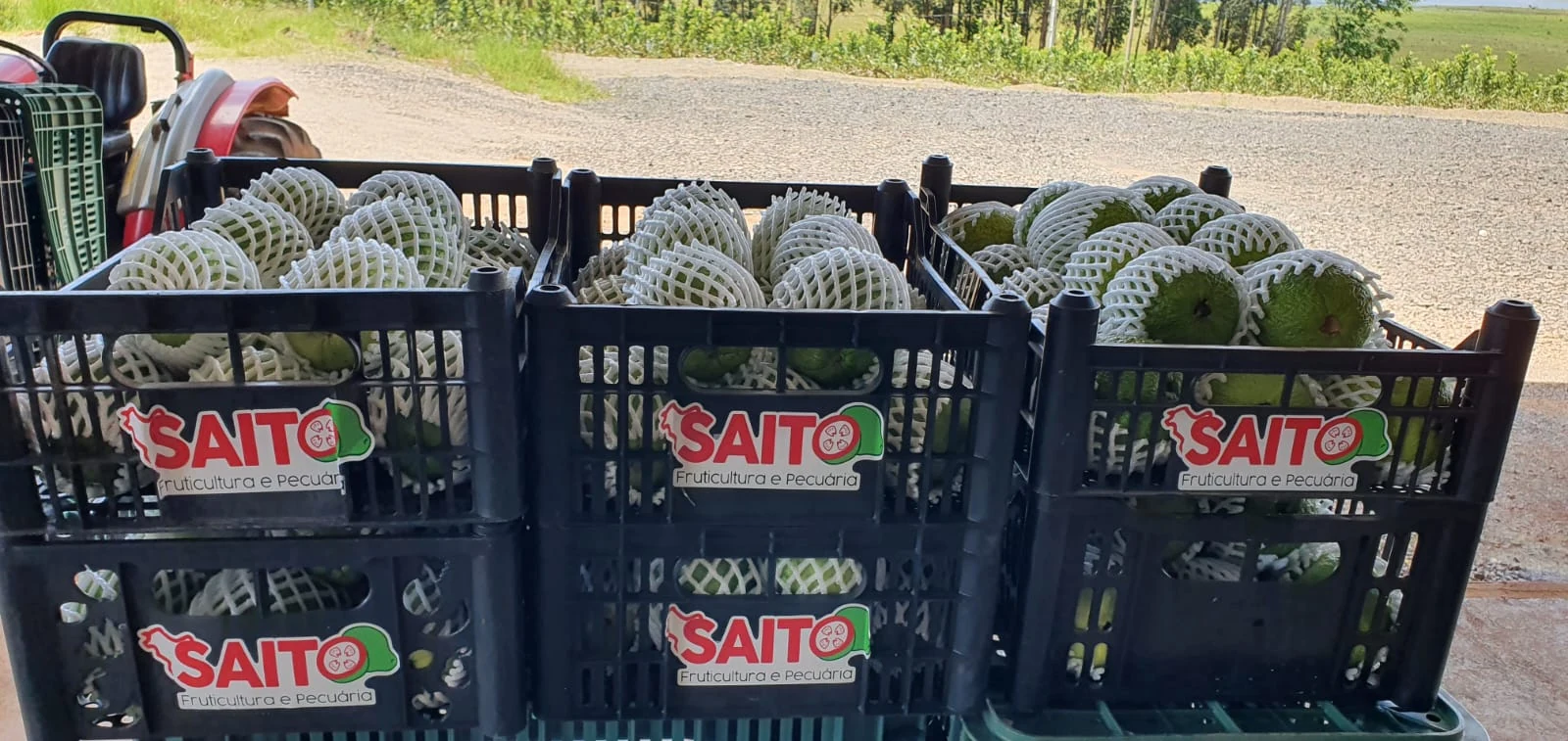 Caixas da Saito ao lado do pomar.