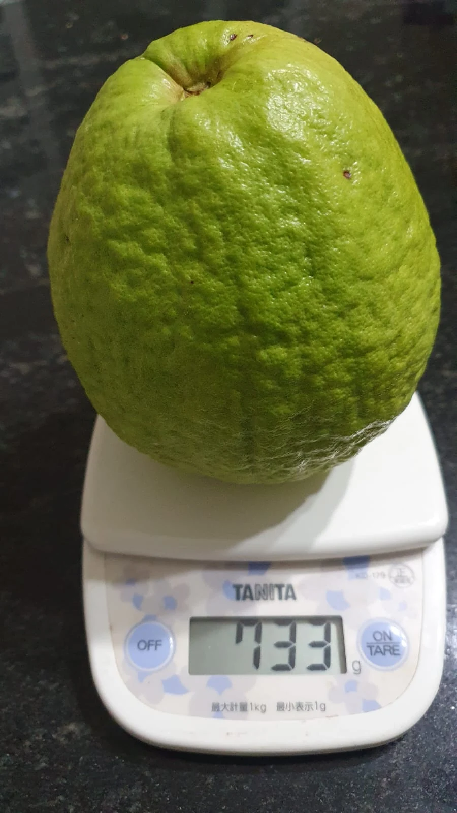 Pesagem de uma goiaba da produção.