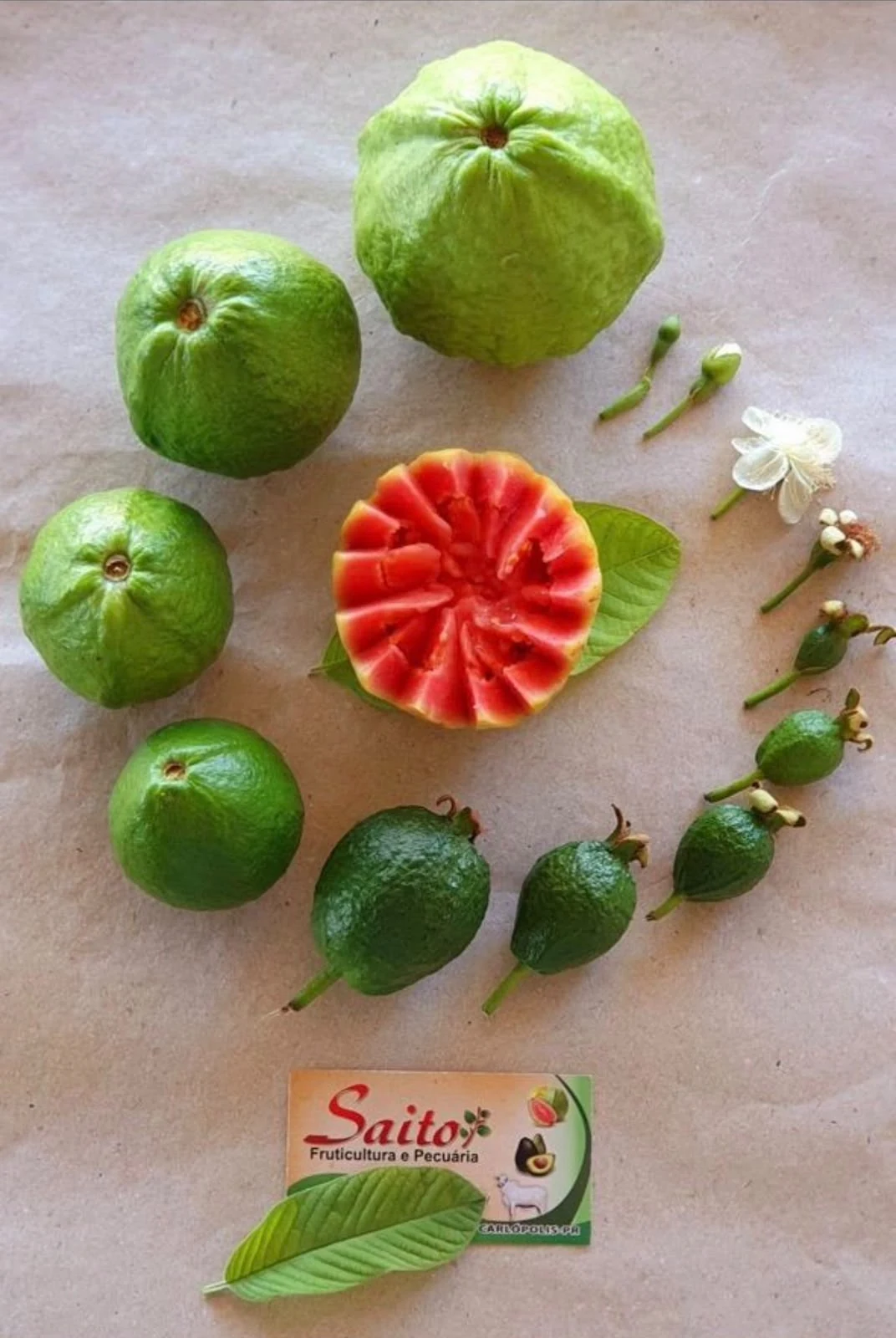 Goiabas e uma fruta cortada em flor, com a marca Saito.
