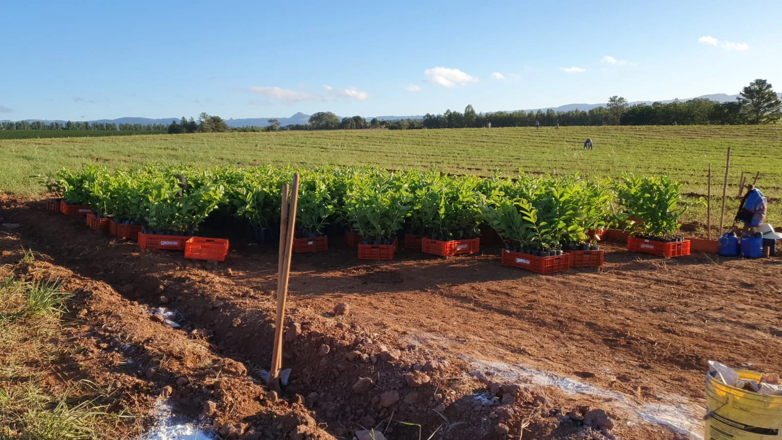 Mudas organizadas no campo.