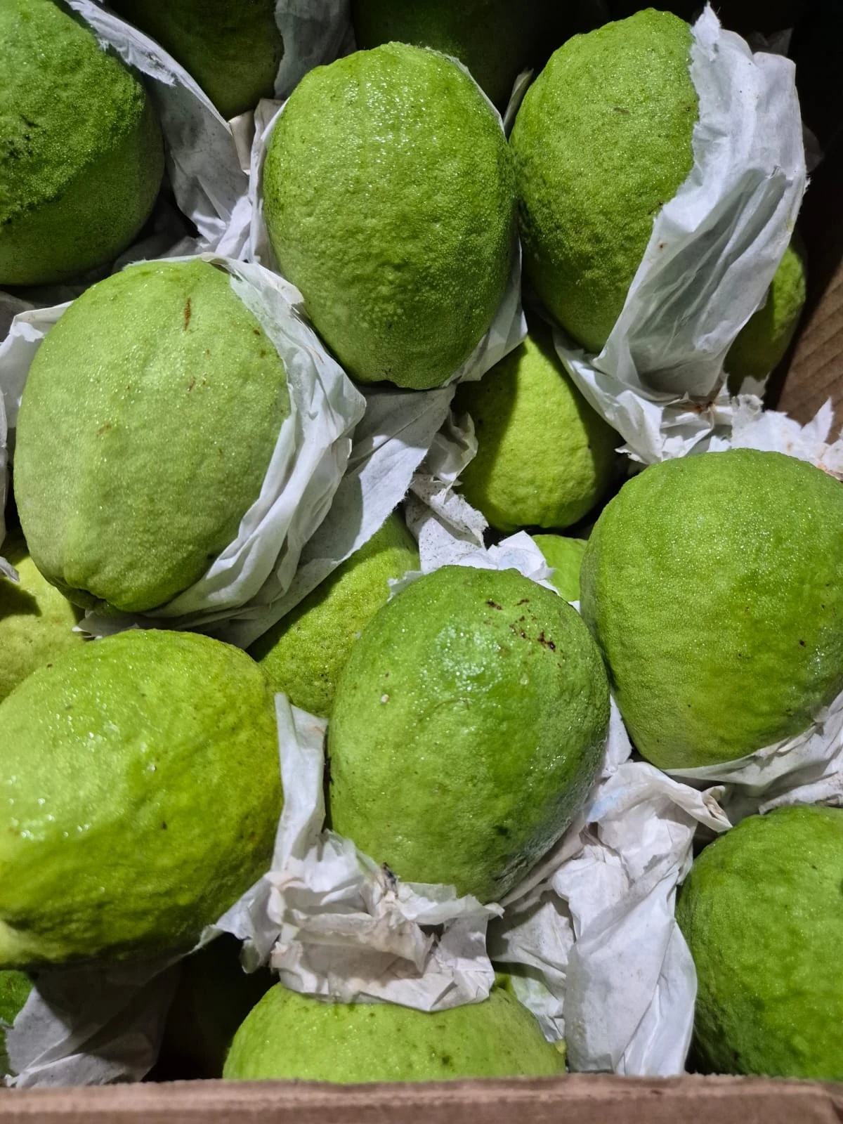 Goiabas acomodadas após a colheita.